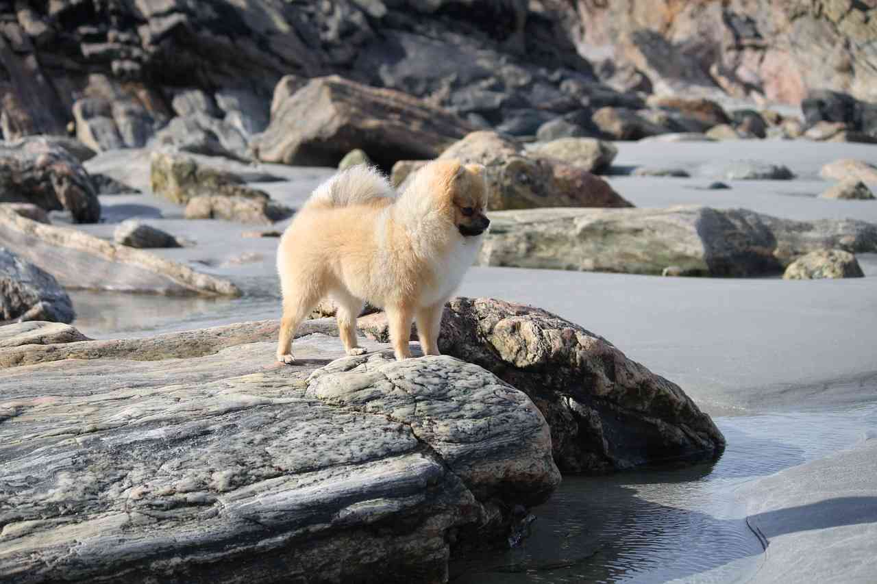 померанский шпиц стоящий на камне — рейтинг лучших собак для квартиры sova.live